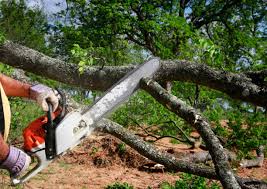 Trusted Forest Hill, TX  Tree Services Experts