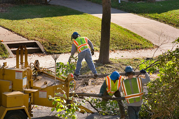 Seasonal Cleanup (Spring/Fall) in Forest Hill, TX