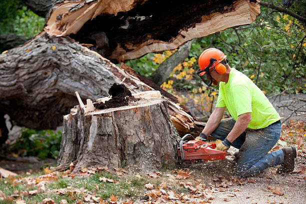 Best Tree Health Inspection  in Forest Hill, TX