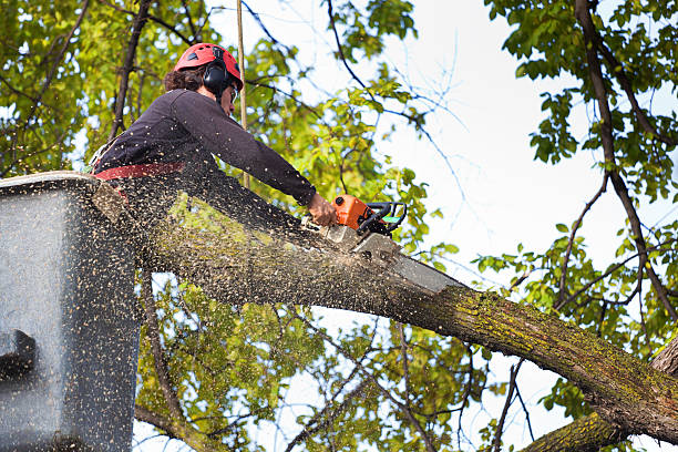 Best Tree Removal  in Forest Hill, TX