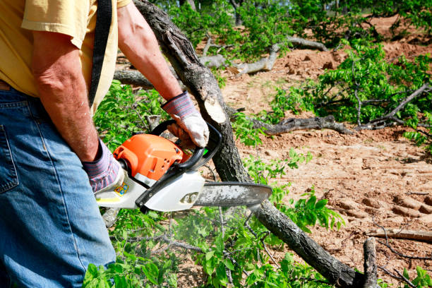 Best Commercial Tree Services  in Forest Hill, TX